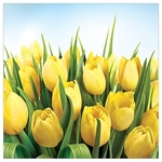 Karnet kwiatowy żółte tulipany KWFF40