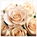 Karnet kwiatowy KW FF09 kremowe róże