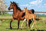 Puzzle 260 Mare and Foal *