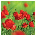 Karnet kwiatowy KW FF32 czerwone maki