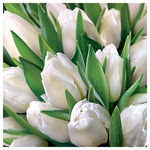 Karnet kwiatowy kwadrat białe tulipany FF26