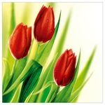 Karnet kwiatowy FF01 czerwone tulipany