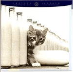 Kartka  Kot i rząd butelek
