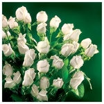 Karnet kwiatowy KW FF13 białe róże