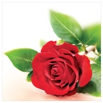 Karnet kwiatowy KW FF71 czerwona róża