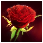 Karnet kwiatowy kwadrat róża czerwona FF17