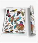 Plansza edukacyjna kolorowe ptaki