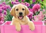 Puzzle 500 elementów Labrador Puppy in Pink Box