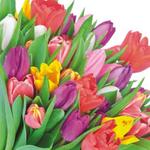 Serwetki lunch 33x33 tulipany mix kolorów