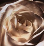Karnet kwiatowy KW FF03 kremowa róża