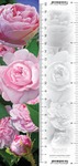 Zakładka 3D - Róże