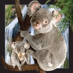 Magnes 3D - Koala
