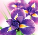 Karnet kwiatowy KW FF10 fioletowe irysy