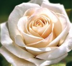 Karnet kwiatowy kwadrat FF25 biała róża