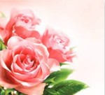 Karnet kwiatowy kwadrat FF61 różowe róże