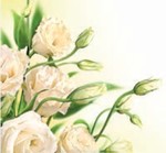 Karnet kwiatowy kwadrat FF65 białe róże