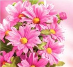 Karnet kwiatowy KW FF94 różowe kwiaty