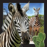 Pocztówka 3D - Zebra
