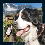 Pocztówka 3D - Berneński pies pasterski