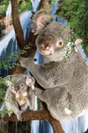 Minikartka 3D - Koala