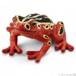 Afrykańska żaba czerwona