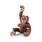 Młody Orangutan  (SLH14776)