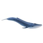 Wieloryb błękitny  (SLH14696)