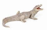 Młody biały krokodyl Papo (50141) *