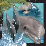 Pocztówka 3D - Delfin