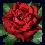 Pocztówka 3D - Czerwona róża