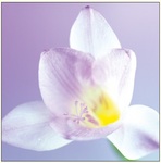 Karnet Kwiat Biały DaVinci 16x16 cm B2W 202 002 + koperta