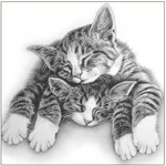 Karnet  śpiące koty szkic 16x16 cm + koperta (B4D 224 002)
