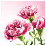 Karnet kwiatowy KW  FF64 różowe goździki