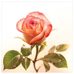 Karnet kwiatowy KW FF72 róża
