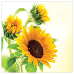Karnet kwiatowy FF75 słoneczniki
