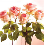 Karnet kwiatowy kwadrat FF101 pięć długich róż
