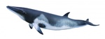 Collecta Minke whale