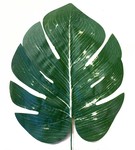 Liść palmowy