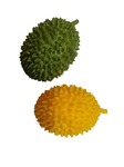 Gniotek durian mały