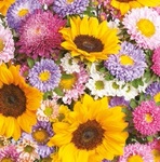 Serwetka Lunch - Colorful Summer Flowers Background SLOG045201