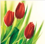 Karnet kwiatowy kwadrat 3 czerwone tulipany FF001
