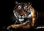 Magiczna zdrapka Tygrys
 40.5x28.5 cm