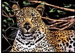 Magiczna zdrapka Leopard
 40.5x28.5 cm