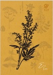 Zeszyt A5 64 kartki kratka One Herbs 10szt
