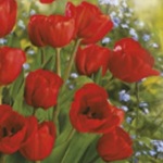 Serwetki Daisy Lunch Wiosna Bunch of Red Tulips SDWI002601