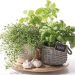 Serwetka Lunch Decor Flavor of Herbs 33x33 20szt./op.