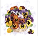 Serwetka Lunch Colorful Pansies SDWI007901