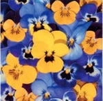 Serwetki Lunch Tete a Tete Looking Pansies 33x33 20szt./op.