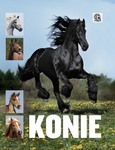 Imagine. Konie